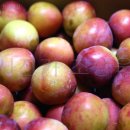 영태농장 이미지