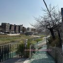 불광천3 | 서울 벚꽃 명소 불광천 처음 가본 후기 불광천 실시간 벚꽃 개화현황 물품 보관함