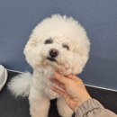 비마인 독 이미지