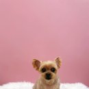 마이뷰티독 이마트 청계점 이미지