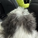 하바네즈 코리아 | [하바네즈]망고랑 단둘이 애견운동장 레인바우 데이트🩷