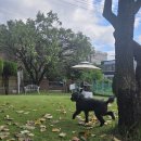 공항 가까운 전원주택 펫시터 이미지