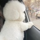 벨루스독 이미지