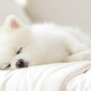 더봄동물병원 이미지