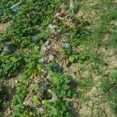 어부네농장 이미지