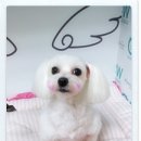 새롬애견 이미지