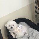 멍뜰리에 이미지