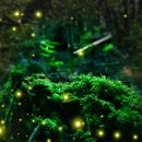 반딧불이 이미지