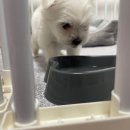 러브미독 이미지