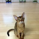 아비퀸캐터리 이미지