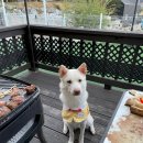 스타펜션 이미지