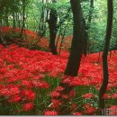 ** 각 사찰마다 열리는 상사화(꽃무릇)축제 - 자연산 전어 ** 이미지