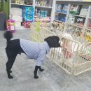 Lucky 애견샵 네이버블로그