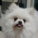 이솝동물병원 이미지