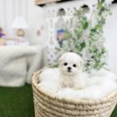 유앤미펫 강아지분양 고양이분양 일산점 이미지