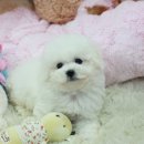 좋은강아지 이미지