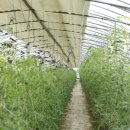 김대환농장 이미지