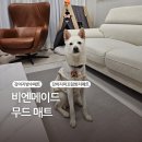 [비엔메이드 무드매트] 중형견이 사용해도 밀림없는 강아지 미끄럼방지 매트 후기, 방수매트 사용해봤어요!