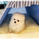 이편한도그 이미지