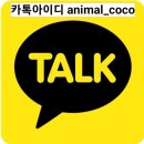 카드로 힐링하는 타로 | 펫타로수업_동물교감카드 수업_매지컬도그타로
