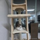 그린캣 | 그린웨일 캣타워B7 후기!