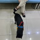 강서동물약국 | 강서구 동물병원 추천 병원 다섯군데나 간 사람의 안박동물병원 후기