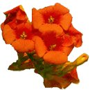 다이야몬드 이미지