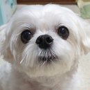 먹고가개 이미지