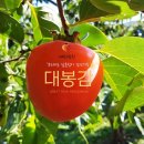 대봉 이미지