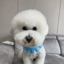 꼬망스펫 이미지