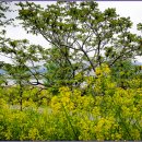 낙동강제방(강서30리벚꽃길) 이미지