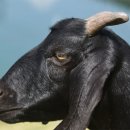 염소한마리 | 흑염소 한마리 가격 제대로 알고 먹는 흑염소 진액