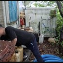 당진축협동물병원 | 김관채 고양이탐정 비용및 후기 / (충남 당진) 시골에서 가출한지 5일된 올블랙 고양이 구조