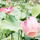 연꽃마을한우 이미지