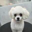 댕댕그루밍 네이버블로그