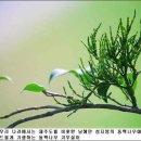 동백산삼