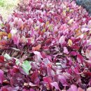 해남하나농장 2농장 이미지