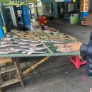 진도종합수산 이미지