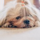 (주)천둥소리 이미지