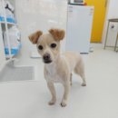 거창하개 이미지