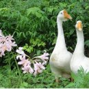 숲속옹달샘도서관 이미지