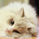 랙돌캐터리올리비아 이미지