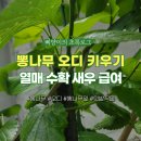뽕나무 오디 키우기 새우 먹이로도 열매도 수확 가능 난이도 직접 키워보니