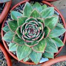 꿈의궁전 이미지