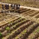 장기농약사 | 2024 일상의 변화, 1평 텃밭 농사 시작하기!