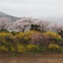 오늘 경주 벚꽃 소식입니다 이미지