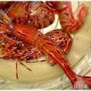 울릉도꽃새우 이미지