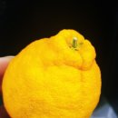 봉그레 | 제주 노지 한라봉 2kg 주문 봉그레 한라봉 후기