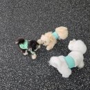 Cozy Doggie (코지도기) | [경남 양산] 물금 애견호텔, 애견유치원, 애견미용 전문 &#39;코지도기&#39;