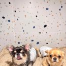 마마스미독펜트하우스 광주애견유치원&애견호텔 본점 이미지